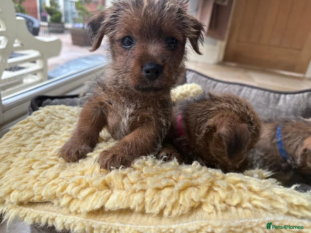 Norfolk Terrier dogs for sale: Amazing Norfolk Terrier Puppies STOP CLASS - Advert 2