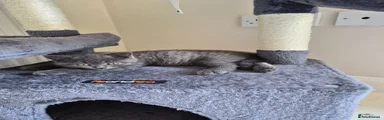 British Shorthair 3