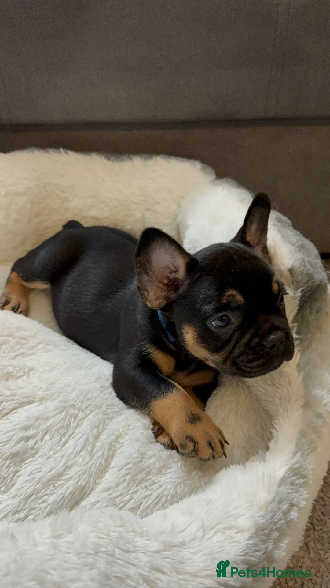 French Bulldog dogs for sale: Frenchies in Chocolate & Tan and Rojo - Advert 11