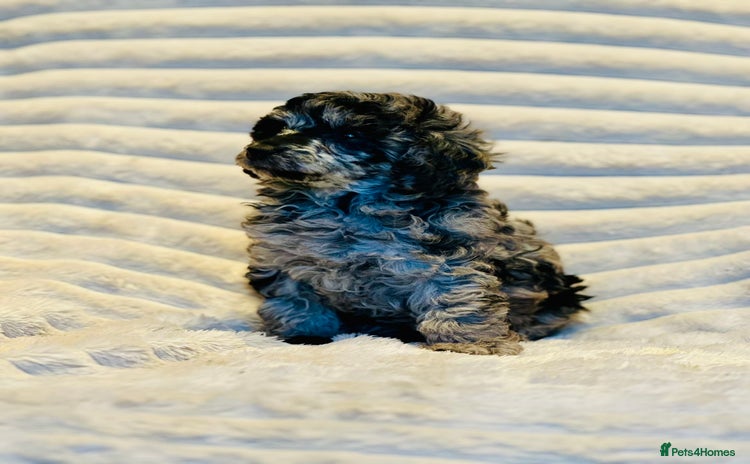 Miniature Poodle dogs - Advert 1