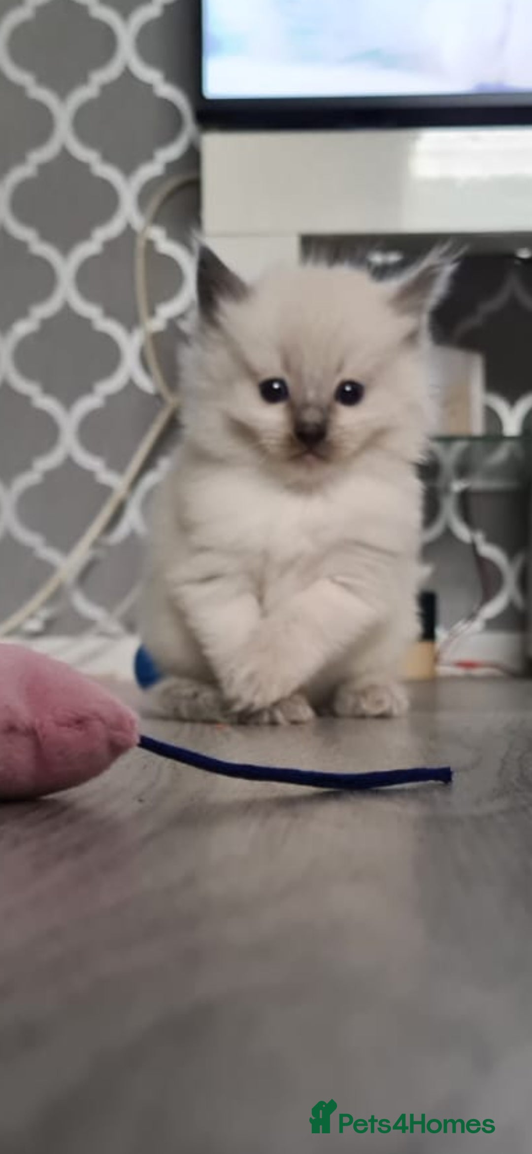 Ragdoll cats for sale: Beautiful Ragdoll kittens - Advert 1