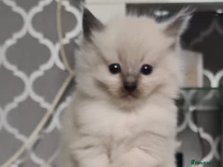 Ragdoll cats for sale: Beautiful Ragdoll kittens - Advert 1