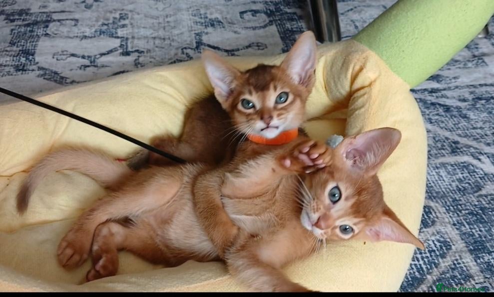 Abyssinian cats Abyssinian kittens for sale - Advert 8