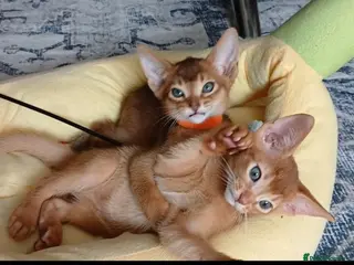 Abyssinian cats Abyssinian kittens for sale - Advert 11