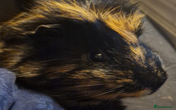 Guinea Pig rodents for sale: Black and ginger Male Guinea Pig - Advert 2