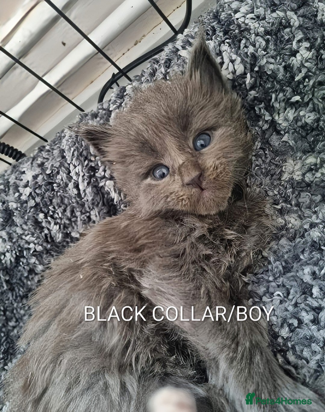 Maine Coon cats for sale: GREAT QUALITY MAINE COON KITTENS/DNA/GCCF  - Advert 4