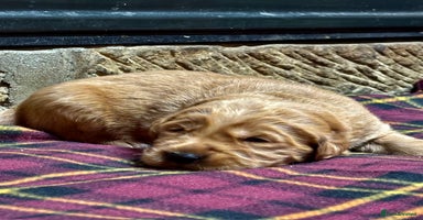Golden Retriever dogs - Advert 1
