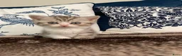 British Shorthair cats for sale: Beautiful British shorthair kittens - Advert 10