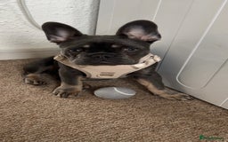 French Bulldog dogs for sale: Female blue French bull dog - Image 1