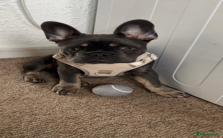 French Bulldog dogs - Advert 1