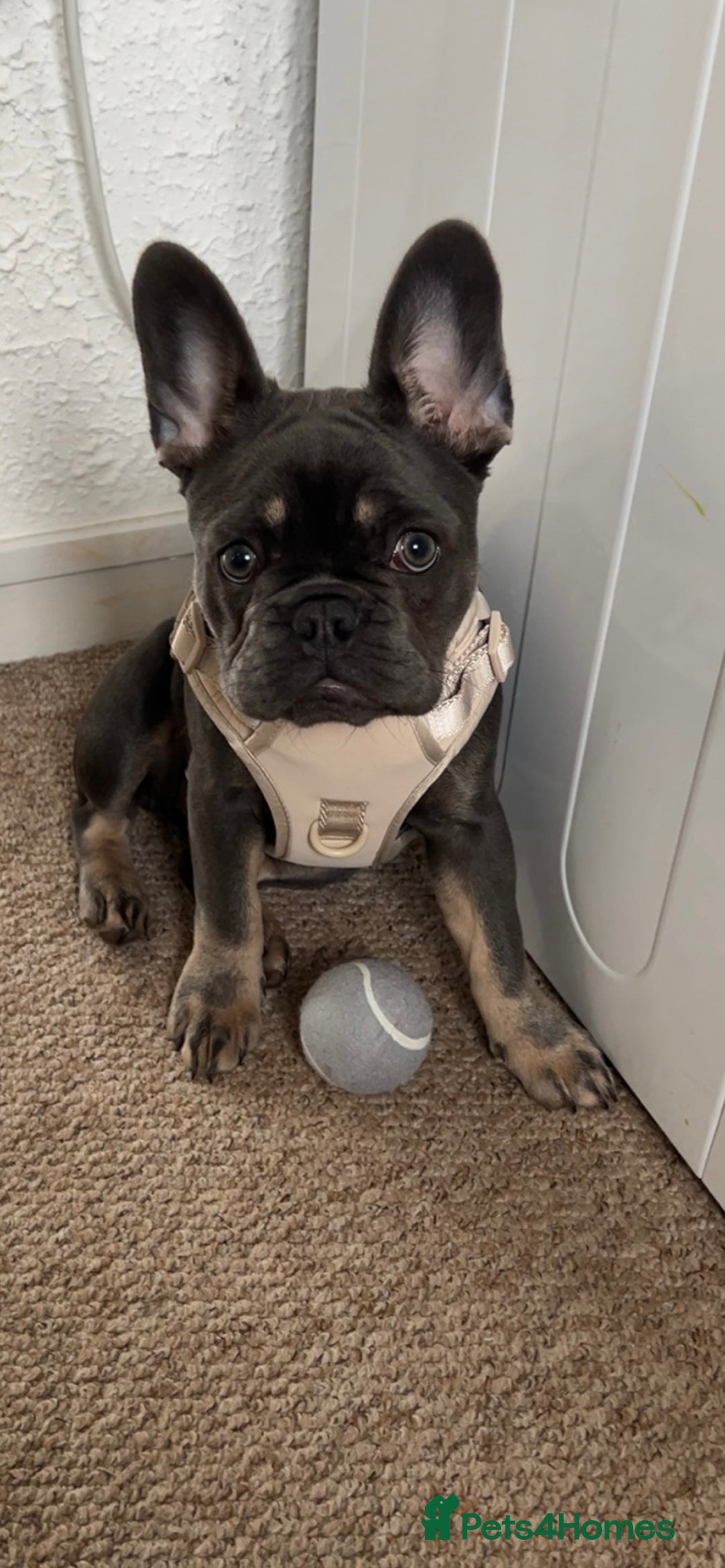 French Bulldog dogs for sale: Female blue French bull dog - Image 1