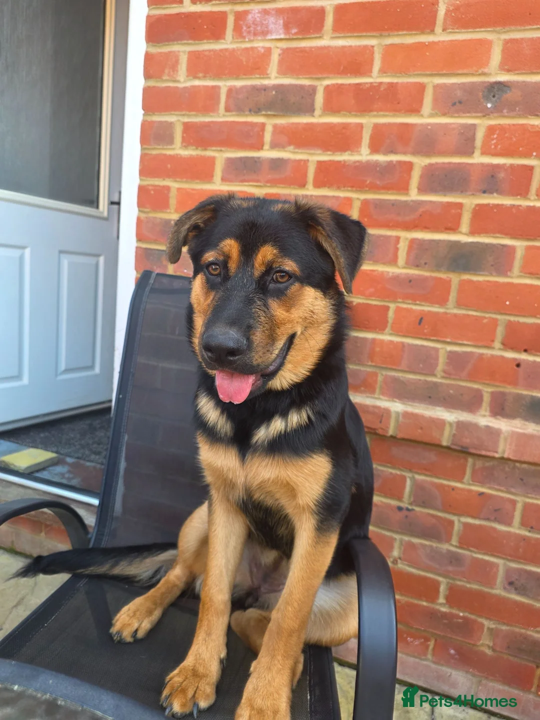 Mixed Breed dogs for sale: Lady  in Aldershot - Advert 2