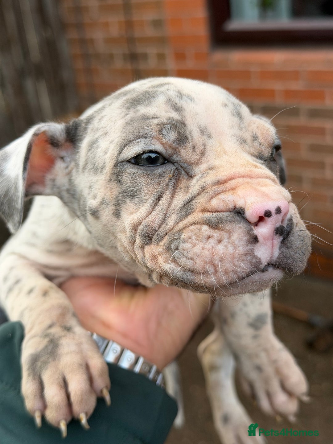 Mixed Breed dogs for sale: Old English cross, cane corsa  - Image 19