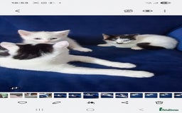 Mixed Breed cats for sale: 2 adorable kittens 8 weeks old - Image 1
