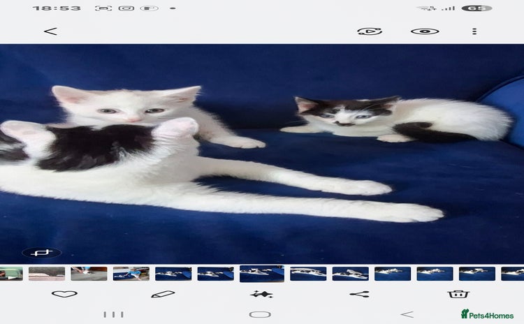 Mixed Breed cats - Advert 1