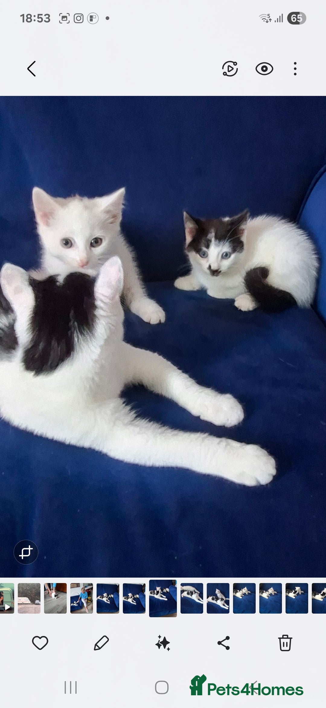 Mixed Breed cats for sale: 2 adorable kittens 8 weeks old - Image 1