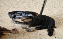 Yorkshire Terrier dogs for sale: 🩵 DNA Tested parents 🩵 Black and Tan Yorkie boy - Image 1