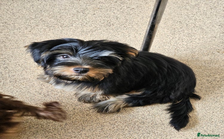 Yorkshire Terrier dogs - Advert 2