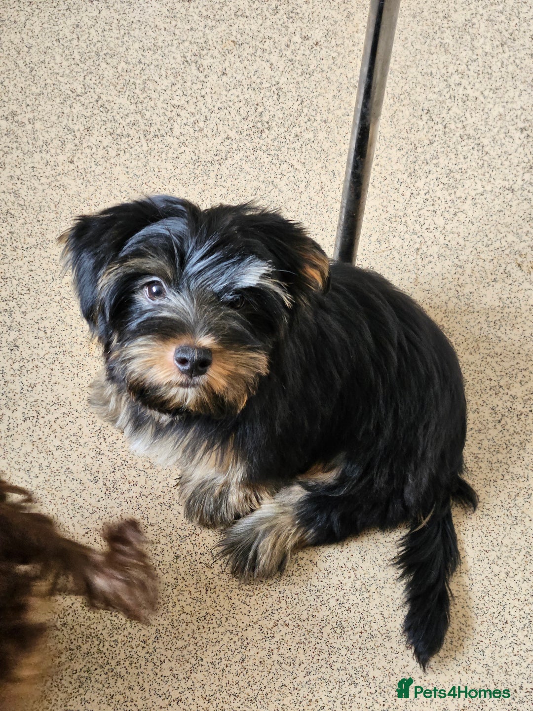 Yorkshire Terrier dogs for sale: 🩵 DNA Tested parents 🩵 Black and Tan Yorkie boy - Image 1