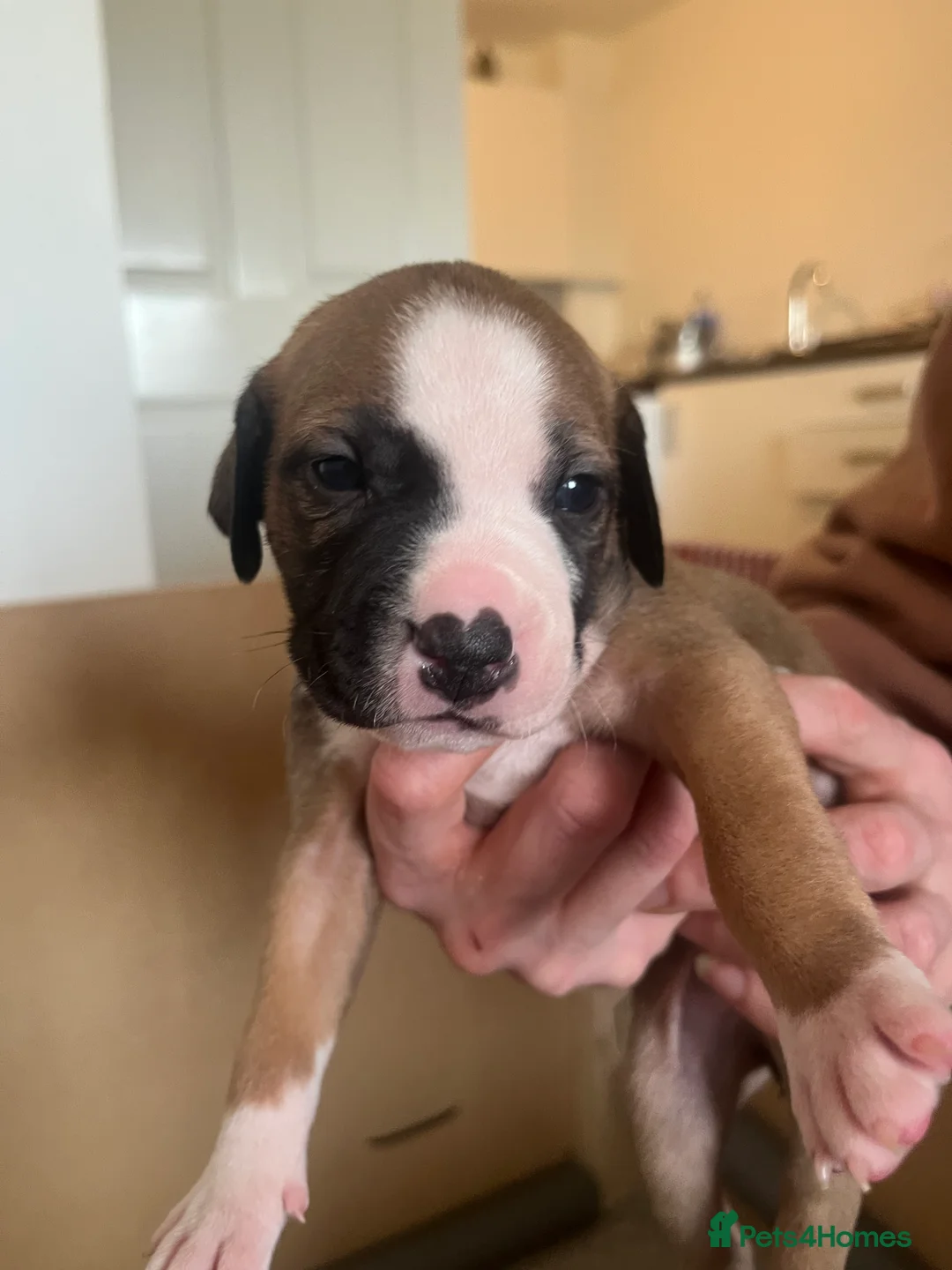 Mixed Breed dogs for sale: blue staff cross american bulldog  - Advert 4