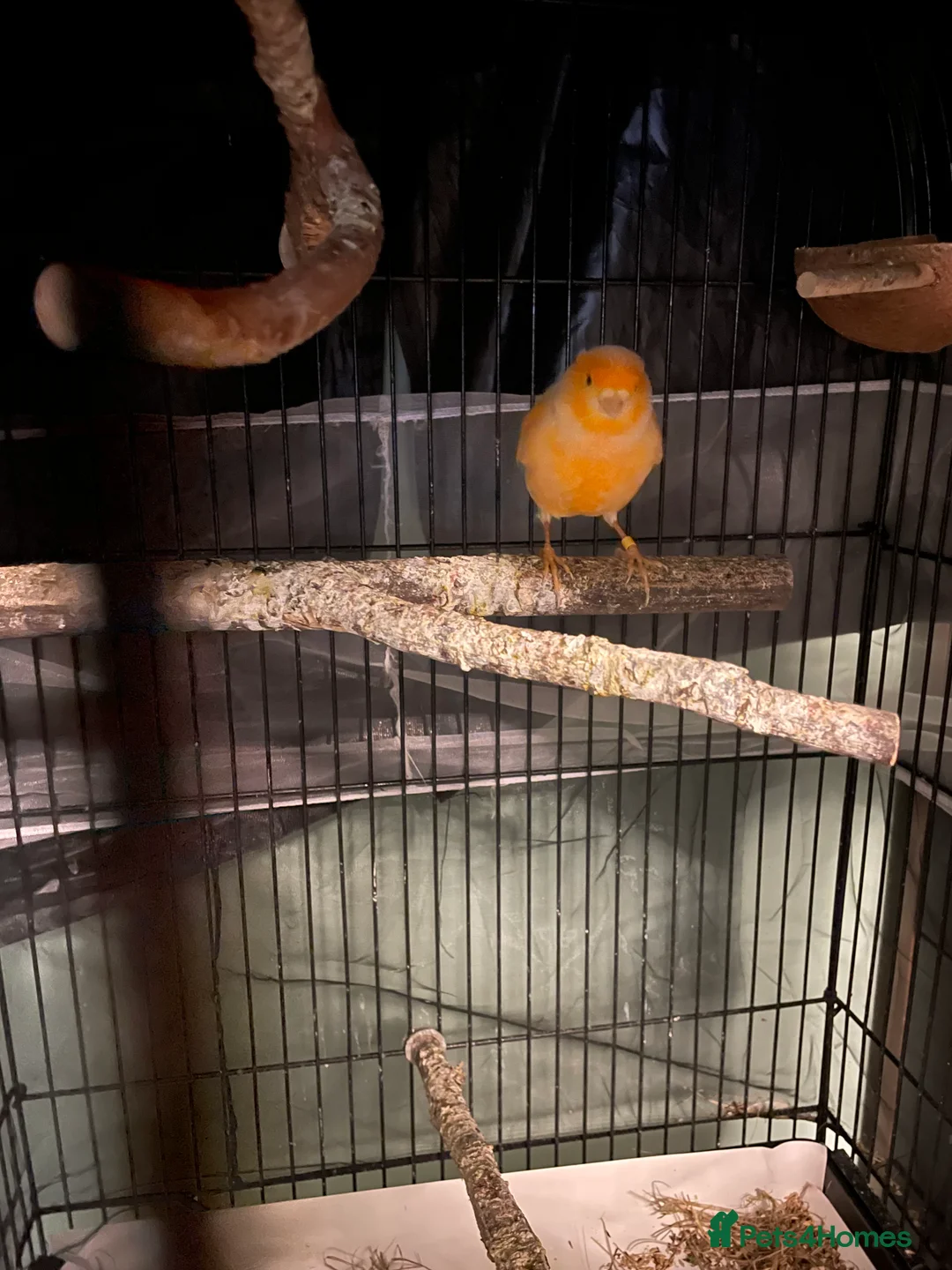 Canaries birds for sale: Canaries as a pair for sale - Advert 2