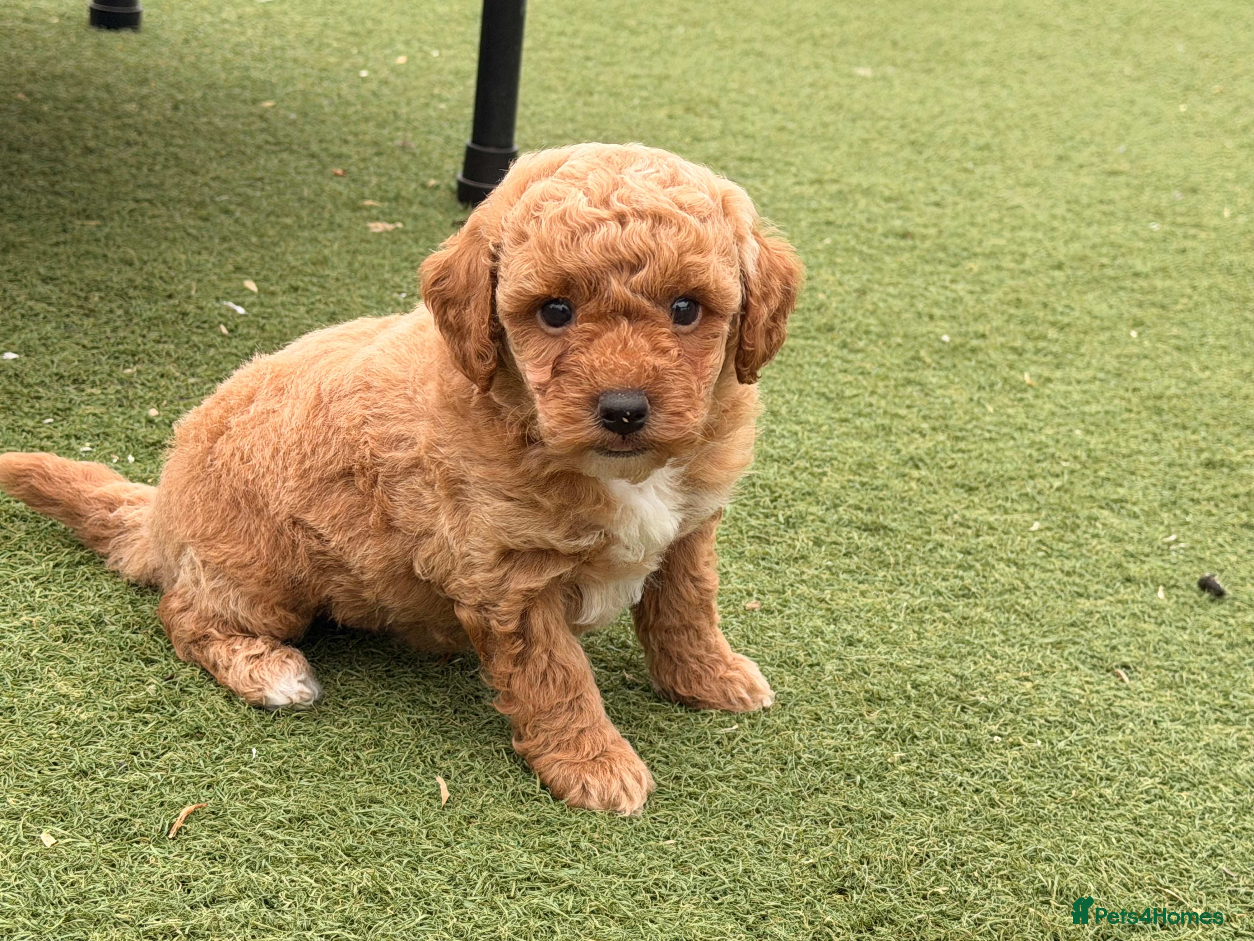 Poochon dogs 🐾 Beautiful Poochon Puppies Cream & Red🐾 - Advert 2