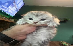 Maine Coon cats for sale: Maine coon x BSH - Advert 2