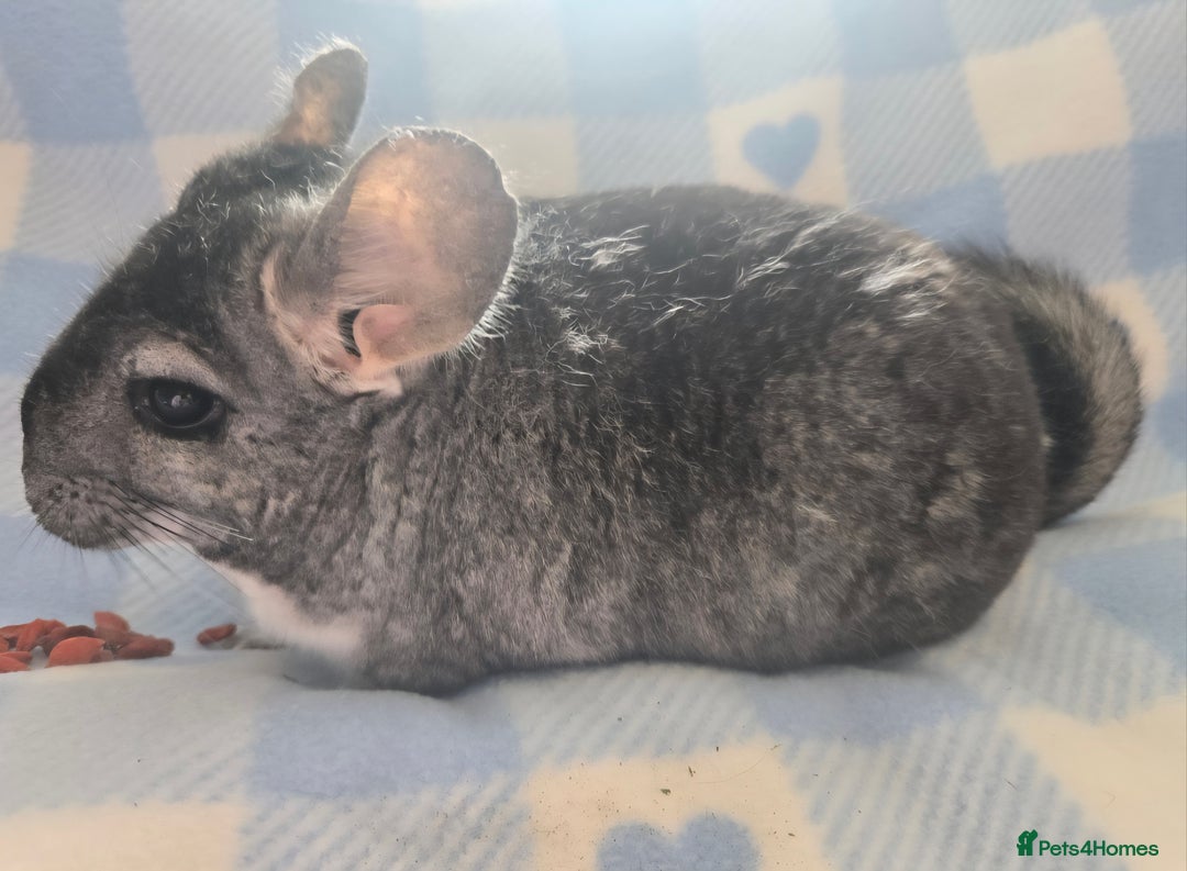Chinchilla rodents for sale: Bonded mother and daughter pair - Image 4