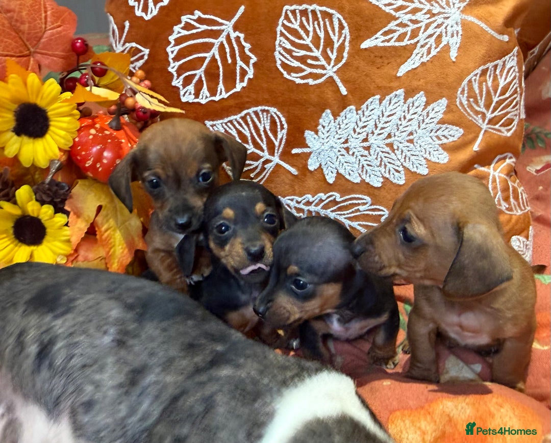 Dachshund dogs for sale: Dachshund puppies - Image 8