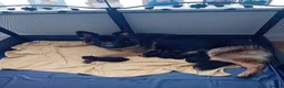 German Shepherd dogs for sale: German shepherd puppies - Advert 5
