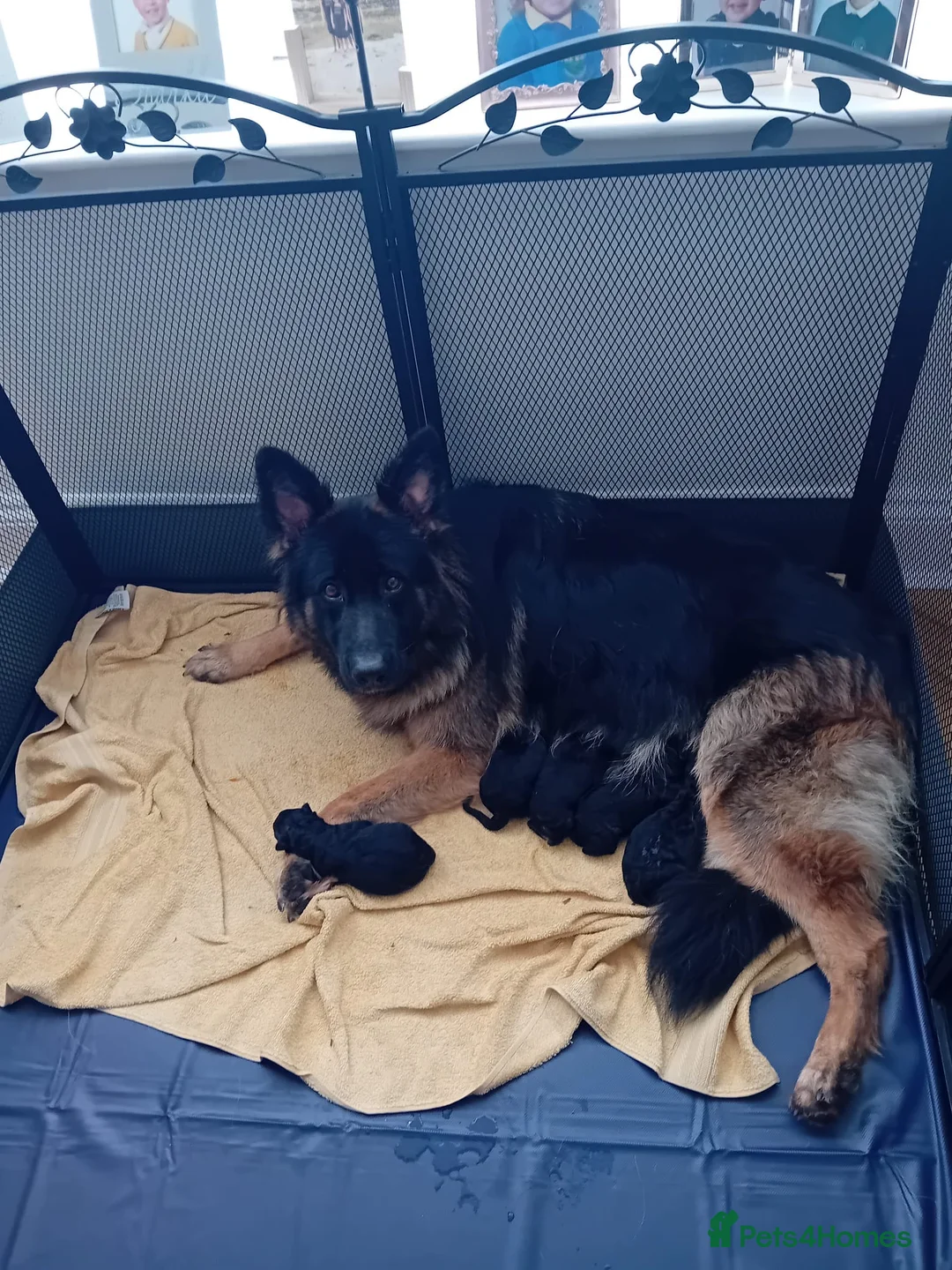 German Shepherd dogs for sale: German shepherd puppies - Advert 5