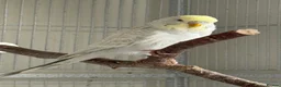 Budgerigars birds for sale: Young budgies for sale - Advert 11
