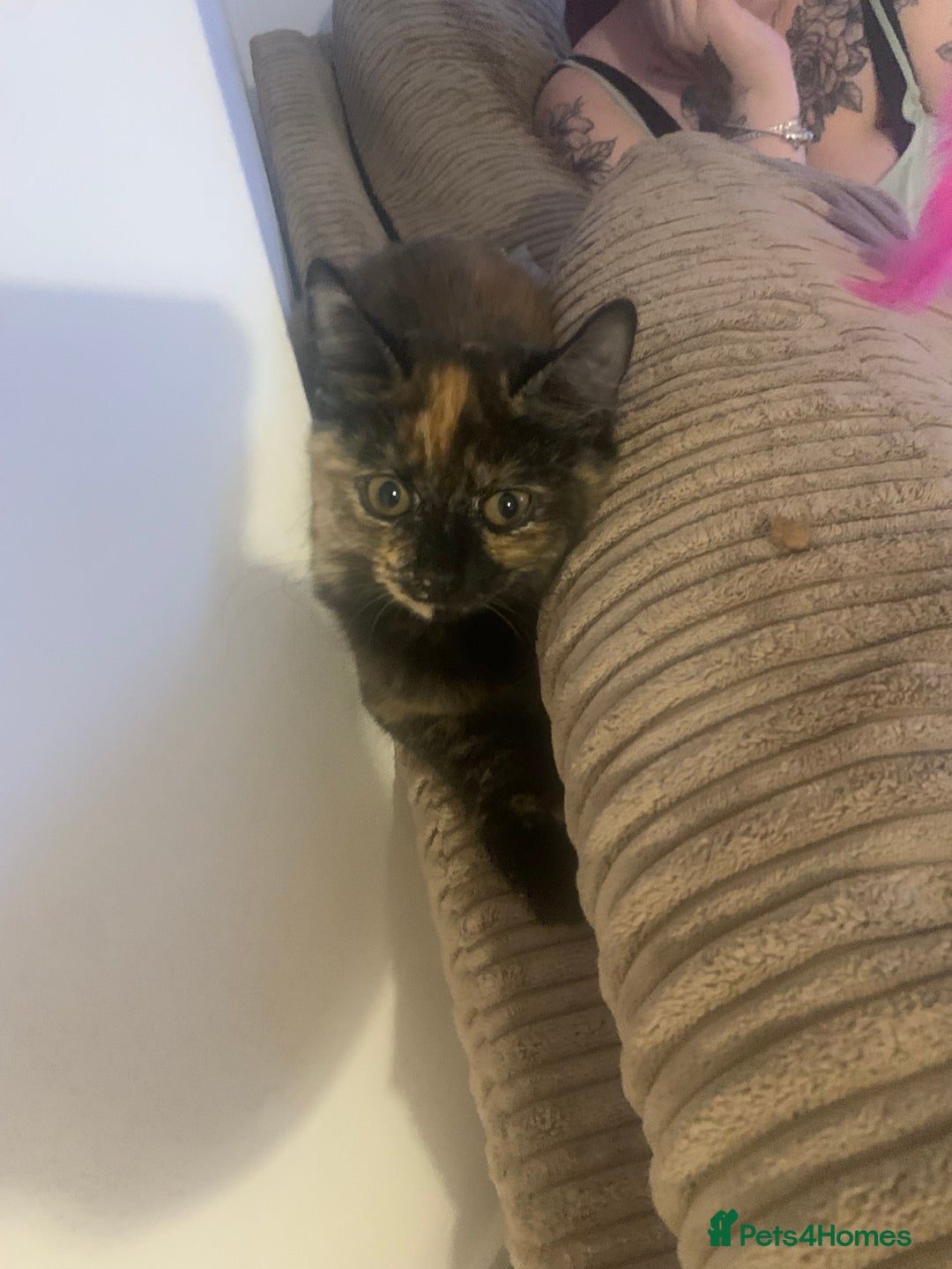 Persian cats for sale: Kitten tortoise shell  - Image 6