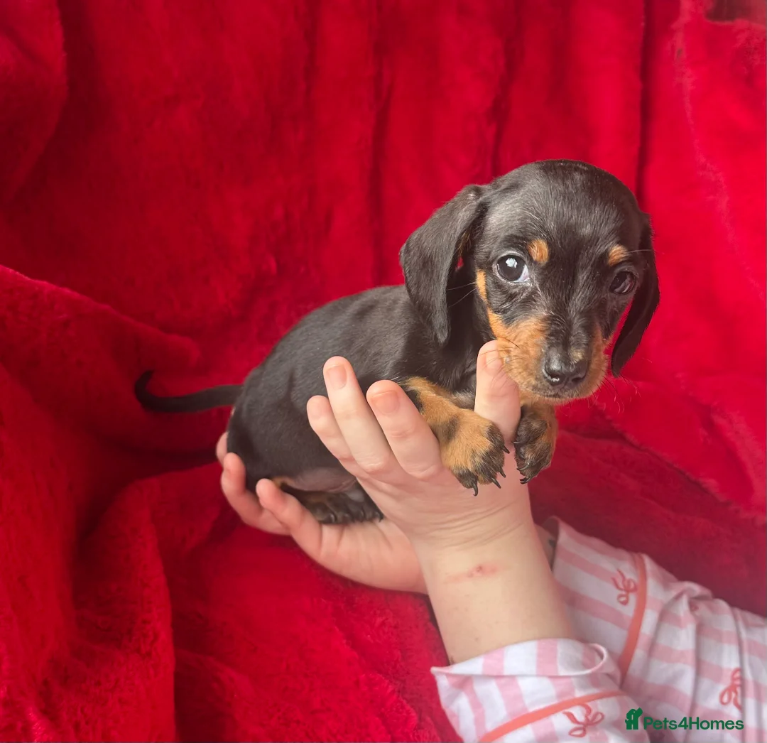 Miniature Dachshund dogs for sale: 2 GORGEOUS MINIATURE DACHSHUND PUPPIES FOR SALE  - Advert 9