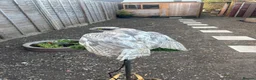 Mixed Breed birds for sale: Goshawk - Advert 2