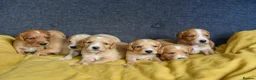 Cockerdor dogs for sale: Beautiful Dark Red Cockerdors DNAClear in Sleaford - Advert 2