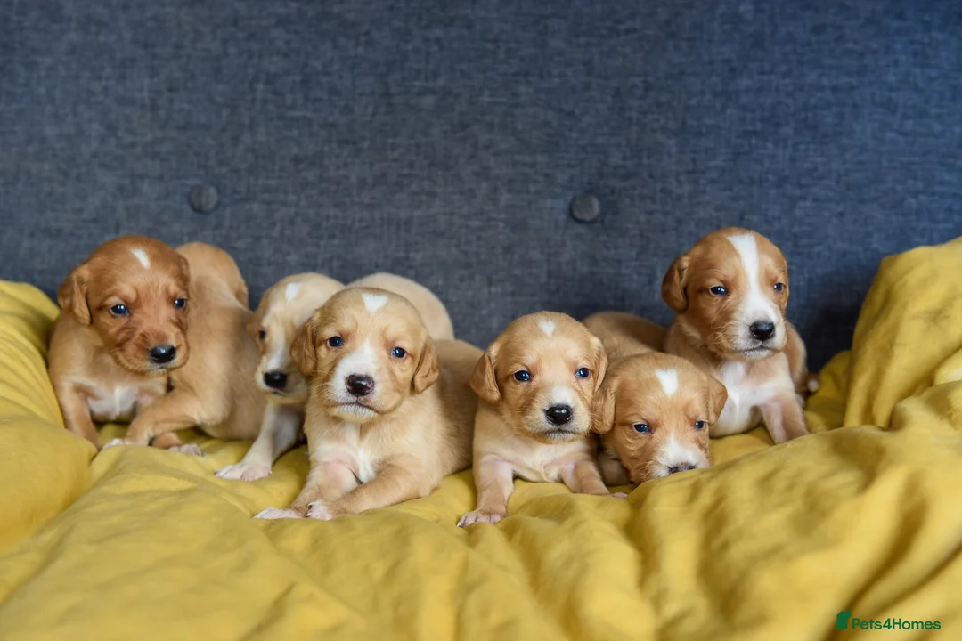 Cockerdor dogs for sale: Beautiful Dark Red Cockerdors DNAClear in Sleaford - Advert 2