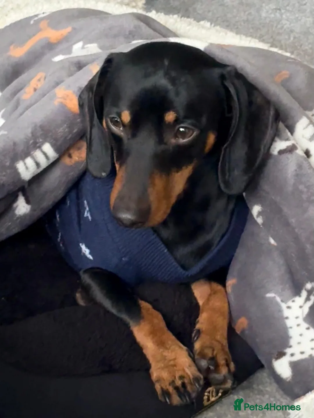 Dachshund dogs for sale: Male dachshund  - Advert 4