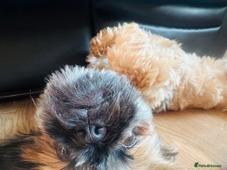 Shih Tzu dogs - Advert 8