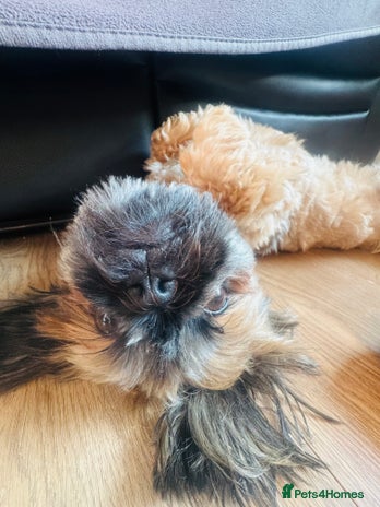 Shih Tzu dogs - Advert 2