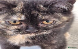 Selkirk Rex cats for sale: Pedigree Selkirk rex  kittens ready now  in Burnham-on-Sea - Image 1