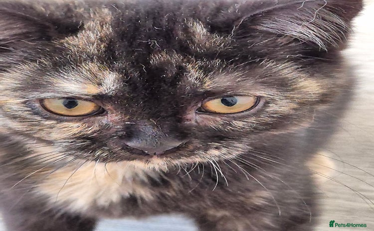 Selkirk Rex cats in Burnham-on-Sea - Advert 1