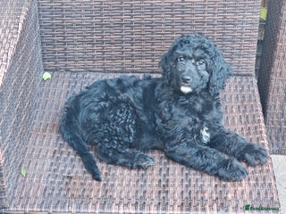 Cockapoo dogs - Advert 21