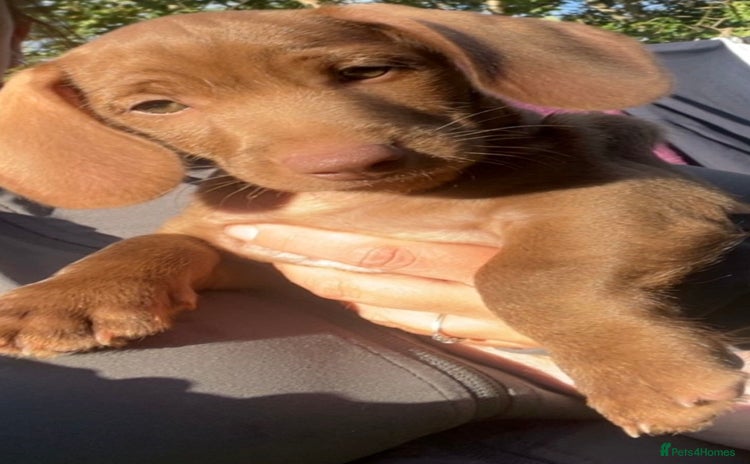 Dachshund dogs - Advert 6