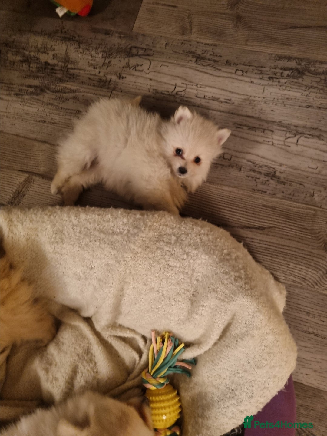 Pomeranian dogs for sale: Pomeraniums  - Advert 21