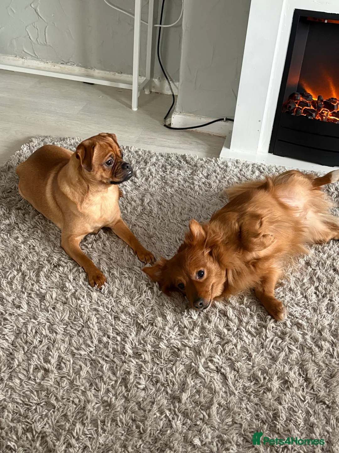 Pomchi dogs for sale: Pomchi mom and Pomchi cross pug daughter  - Advert 4