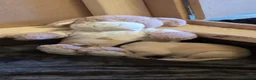 Double Doodle dogs for sale: Double doodle puppies 🐶 - Advert 5