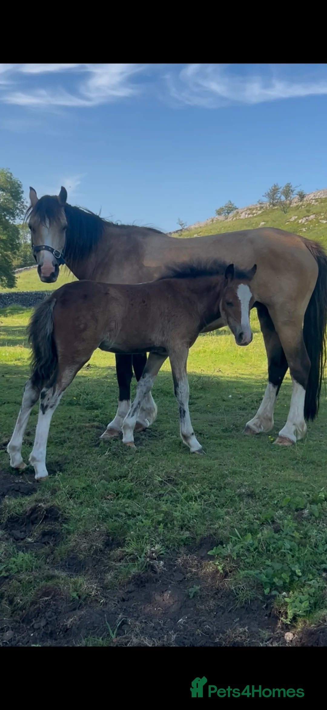 Welsh Section A horses for sale: 2 Stunning Welsh a fillies  - Advert 11
