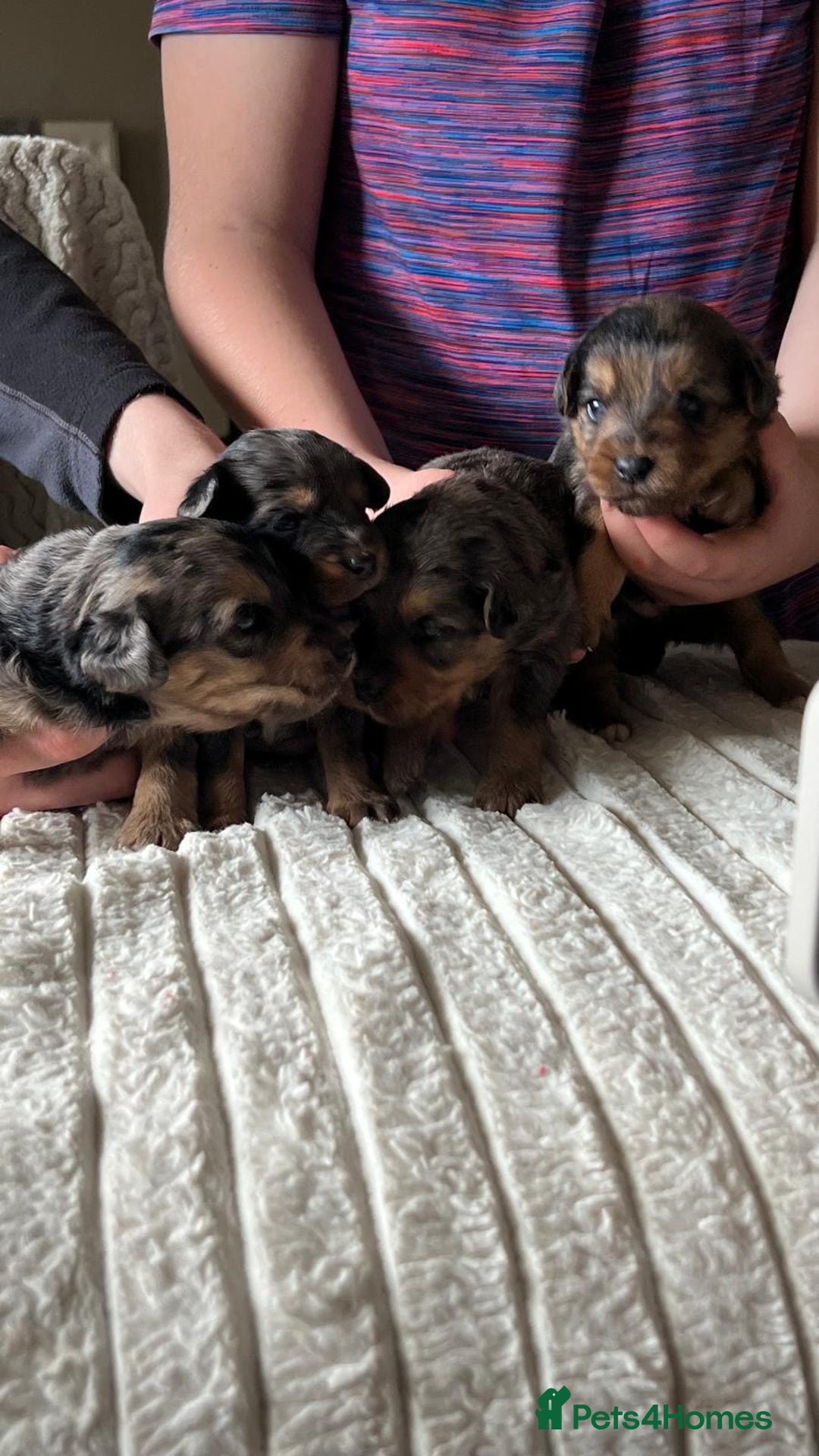 Jackapoo dogs for sale: 🐶🐾 F1 Minature Jackapoos 🐶🐾 - Image 16