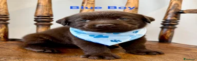 Labrador Retriever 3